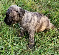  BOERBOEL/BANDOG, MAGGI , a female Cane Corso and Boerboel for sale in Tomball, TX – 6 of 8