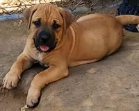 HONDO/BANDOG , a male Dogo Argentino and Boerboel for sale in Tomball, TX – 2 of 7
