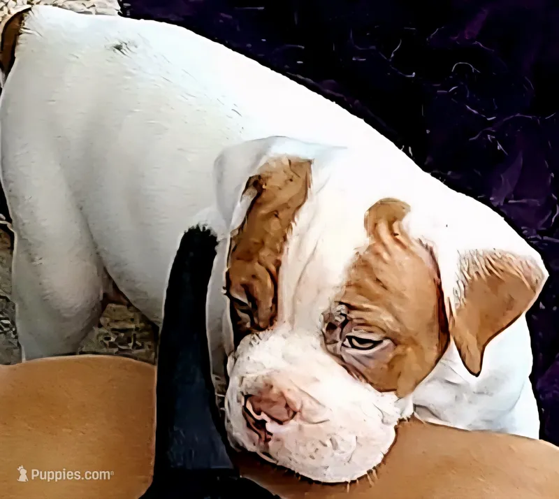 Jack – American Bully, Cane Corso puppy for sale in Tomball, TX