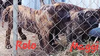  BOERBOEL/BANDOG, MAGGI , a female Cane Corso and Boerboel for sale in Tomball, TX – 4 of 6