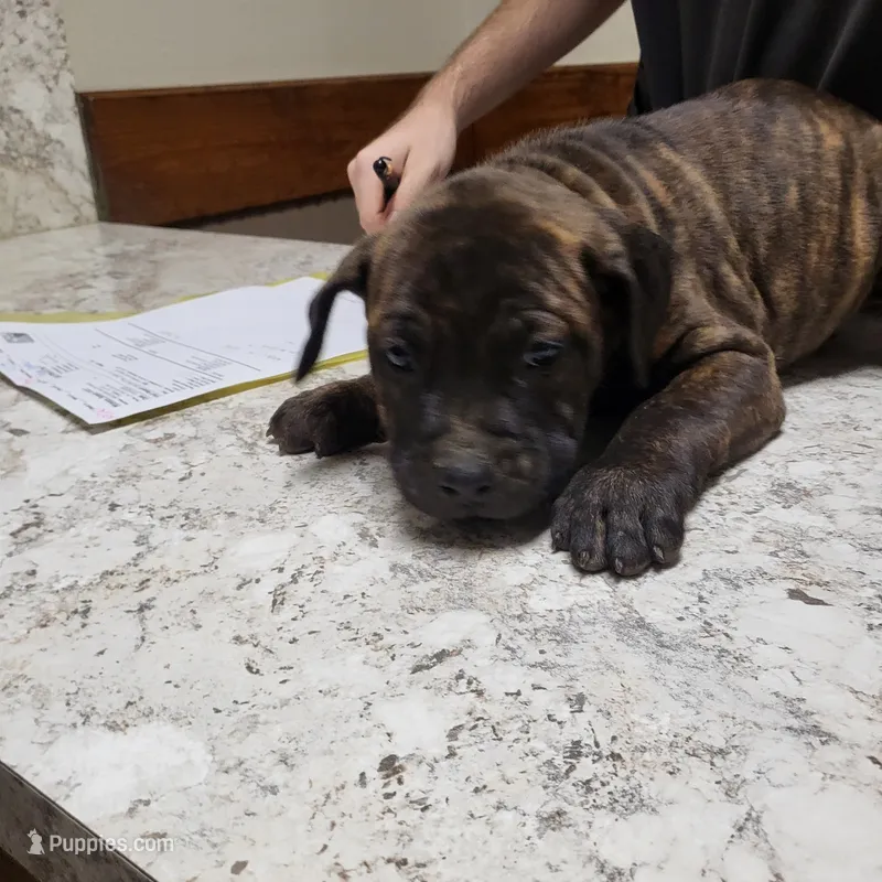BANDOG/ROCKY  – American Pit Bull Terrier, Cane Corso puppy for sale in Tomball, TX
