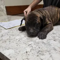 BANDOG/ROCKY , a male American Pit Bull Terrier and Cane Corso for sale in Tomball, TX – 1 of 3