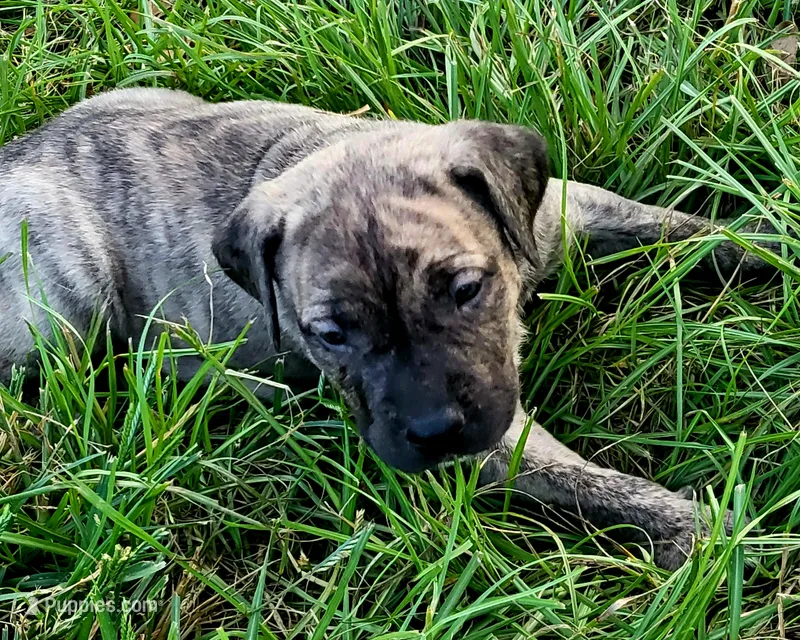BOERBOEL/BANDOG Graygirl – Cane Corso, Boerboel puppy for sale in Tomball, TX