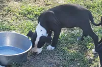 Bosco, a male Dogo Argentino and Cane Corso for sale in Woodville, TX – Photo 3 of 6
