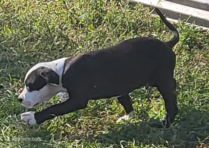 Bosco, a male Dogo Argentino and Cane Corso for sale in Woodville, TX – Photo 1 of 6