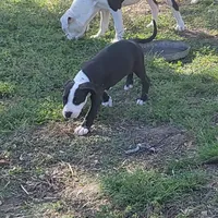 Bosco, a male Dogo Argentino and Cane Corso for sale in Woodville, TX – Photo 4 of 6