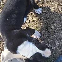 Bosco, a male Dogo Argentino and Cane Corso for sale in Woodville, TX – Photo 2 of 6