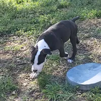 Bosco, a male Dogo Argentino and Cane Corso for sale in Woodville, TX – Photo 6 of 6