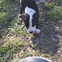 Bosco, a male Dogo Argentino and Cane Corso for sale in Woodville, TX – Photo 5 of 6