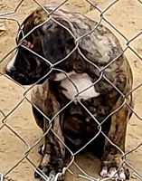 BANDOG/BRUTUS , a male American Pit Bull Terrier and Cane Corso for sale in Tomball, TX – 8 of 9