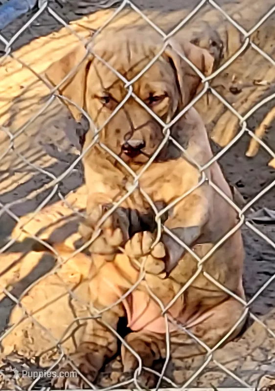 REDFAWN/BANDOG , a female Dogo Argentino and Boerboel for sale in Tomball, TX – 1 of 7