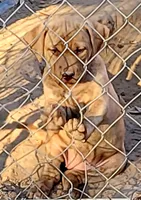 REDFAWN/BANDOG , a female Dogo Argentino and Boerboel for sale in Tomball, TX – 1 of 7