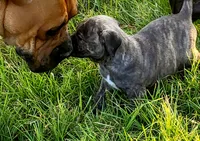   BOERBOEL/BANDOG Buster, a male Cane Corso and Boerboel for sale in Tomball, TX – 4 of 8