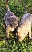   BOERBOEL/BANDOG KONG, a male Cane Corso and Boerboel for sale in Tomball, TX – 4 of 7