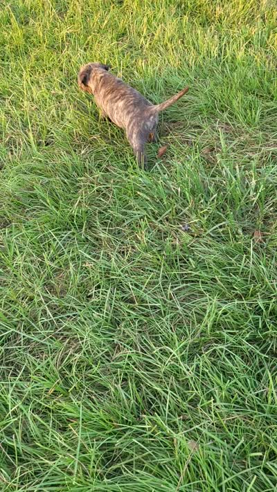   BOERBOEL/BANDOG Buster, a male Cane Corso and Boerboel for sale in Tomball, TX – 8 of 8