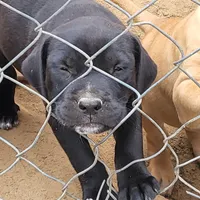 BAMBALAM/BANDOG , a female Dogo Argentino and Boerboel for sale in Tomball, TX – 1 of 5