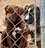 BANDOG/BRUTUS , a male American Pit Bull Terrier and Cane Corso for sale in Tomball, TX – 3 of 9