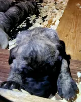 BOERBOEL/BANDOG  Bigboy, a male Cane Corso and Boerboel for sale in Tomball, TX – 2 of 3