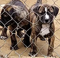 BANDOG/BRUTUS , a male American Pit Bull Terrier and Cane Corso for sale in Tomball, TX – 5 of 9