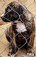 BANDOG/BRUTUS , a male American Pit Bull Terrier and Cane Corso for sale in Tomball, TX – 1 of 9