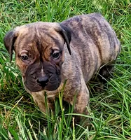 BOERBOEL/BANDOG ,ROLO, a male Cane Corso and Boerboel for sale in Tomball, TX – 5 of 9