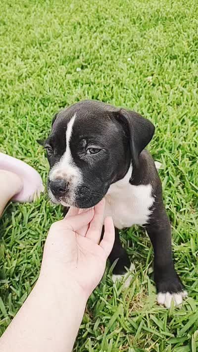 Buster, a male Dogo Argentino and American Pit Bull Terrier for sale in Tomball, TX – 7 of 7