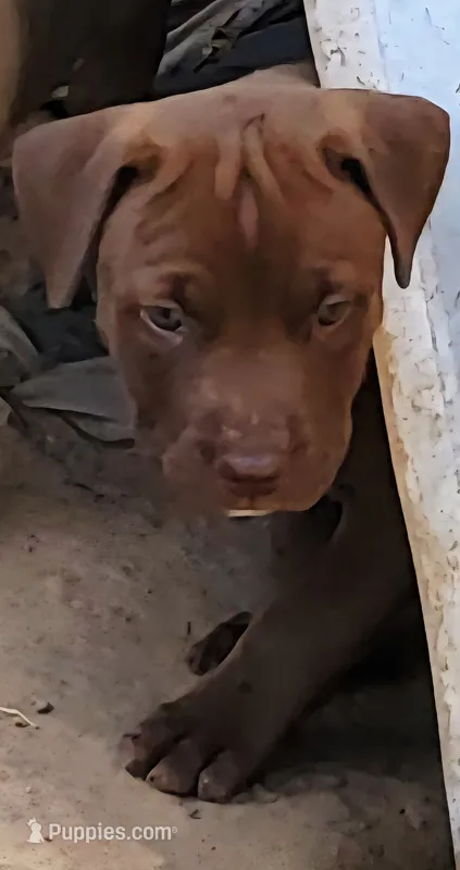 BANDOG/Chocolate  – American Pit Bull Terrier, Cane Corso puppy for sale in Tomball, TX