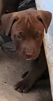 BANDOG/Chocolate , a female American Pit Bull Terrier and Cane Corso for sale in Tomball, TX – 1 of 8