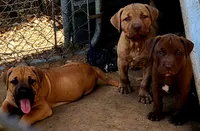 BANDOG (HONDO), a male American Pit Bull Terrier and Cane Corso for sale in Tomball, TX – 2 of 9