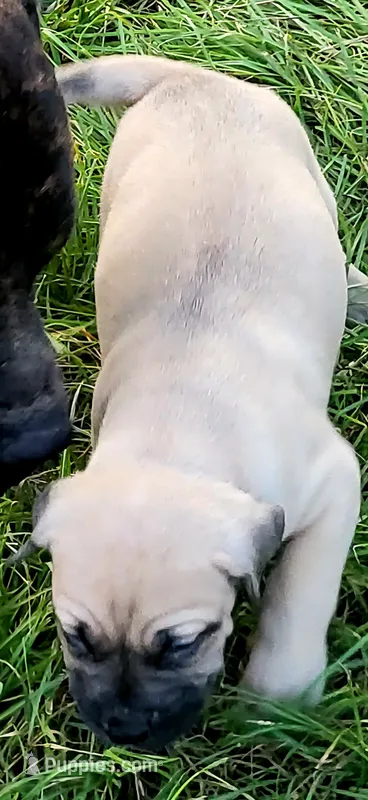 BOERBOEL/BANDOG,Bane – Cane Corso, Boerboel puppy for sale in Tomball, TX