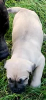BOERBOEL/BANDOG,Bane, a male Cane Corso and Boerboel for sale in Tomball, TX – 1 of 7
