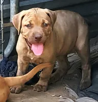 BANDOG /REDFAWN, a female American Pit Bull Terrier and Cane Corso for sale in Tomball, TX – 2 of 6
