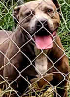 BANDOG (HONDO), a male American Pit Bull Terrier and Cane Corso for sale in Tomball, TX – 5 of 9
