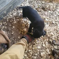 BANDOG/BULL, a male American Pit Bull Terrier and Cane Corso for sale in Tomball, TX – 2 of 7
