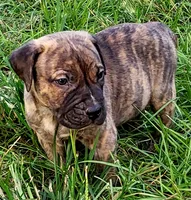 BOERBOEL/BANDOG ,ROLO, a male Cane Corso and Boerboel for sale in Tomball, TX – 2 of 9