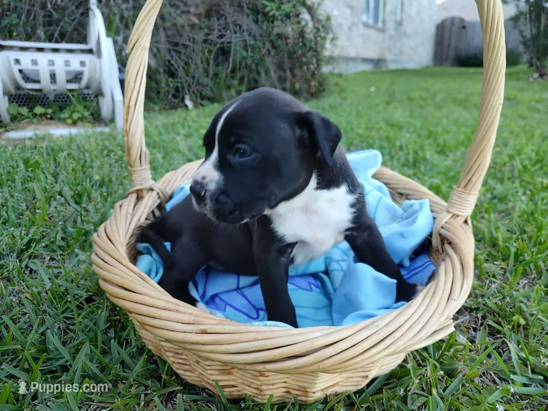 Buster – American Bully, Cane Corso puppy for sale in Woodville, TX