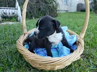 Buster, a male American Bully and Cane Corso for sale in Woodville, TX – 1 of 2