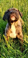  BOERBOEL/BANDOG Brown girl, a female Cane Corso and Boerboel for sale in Tomball, TX – 5 of 9