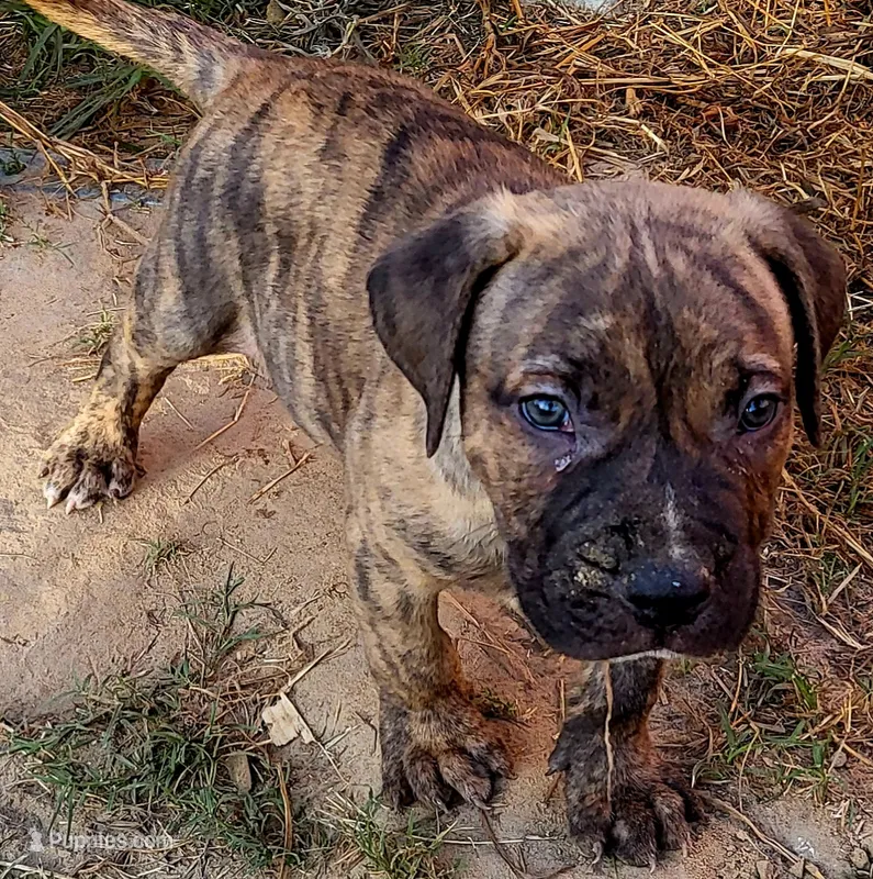 BOERBOEL/BANDOG ,ROLO – Cane Corso, Boerboel puppy for sale in Tomball, TX