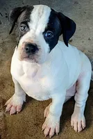 Bettyboop , a female Dogo Argentino and American Pit Bull Terrier for sale in Tomball, TX – 2 of 2