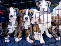 processed/3864b56c-9a87-4a3a-9250-8ce89d74928f/listing/1fd779b8-4f0e-409d-9001-9fe6c69e4358/3c961a3f-946d-48af-b40e-0f6963c344b1