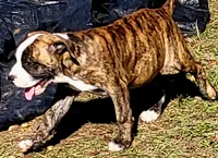 processed/3864b56c-9a87-4a3a-9250-8ce89d74928f/listing/1fd779b8-4f0e-409d-9001-9fe6c69e4358/5b2ed703-e3e0-4746-b684-f55db6b04e7e