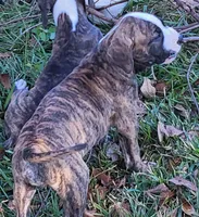 processed/3864b56c-9a87-4a3a-9250-8ce89d74928f/listing/1fd779b8-4f0e-409d-9001-9fe6c69e4358/768b0405-e73c-4d19-9786-b681863e2e1f