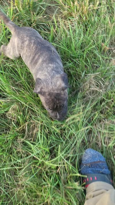   BOERBOEL/BANDOG Buster, a male Cane Corso and Boerboel for sale in Tomball, TX – 7 of 8