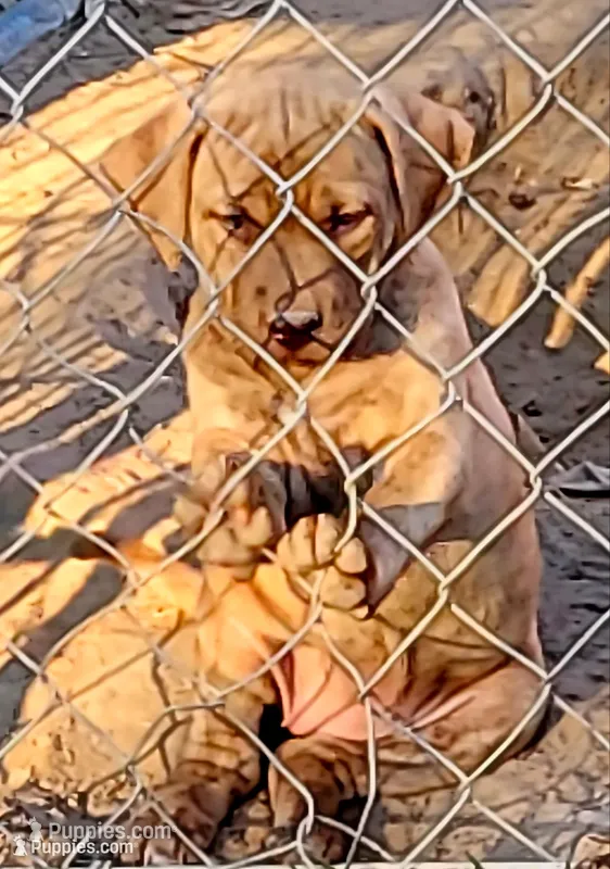 BANDOG /REDFAWN – American Pit Bull Terrier, Cane Corso puppy for sale in Tomball, TX