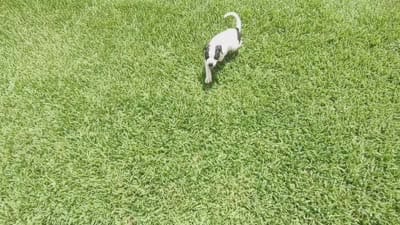 Bettyboop , a female American Bully and Cane Corso for sale in Tomball, TX – 8 of 8