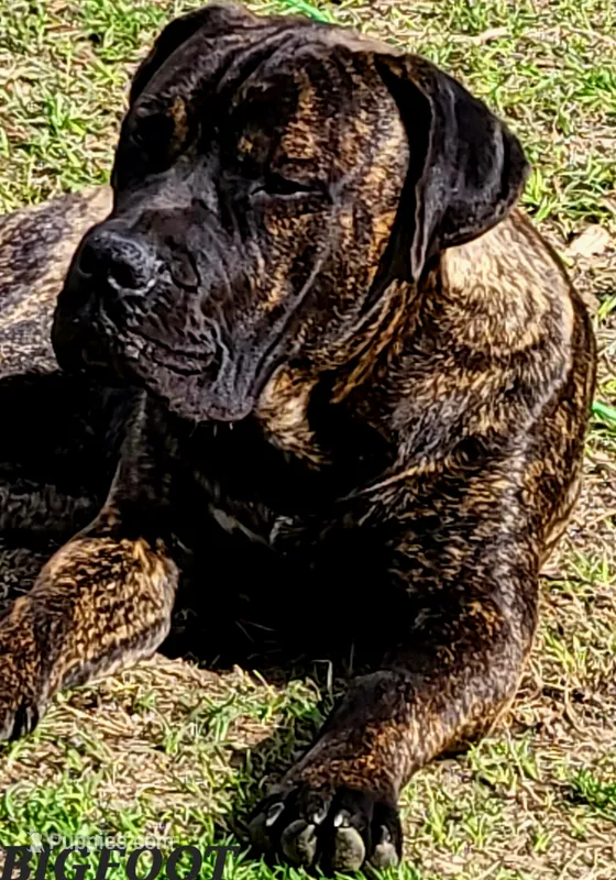 Boerboel/Bandog – Cane Corso, Boerboel puppy for sale in Tomball, TX