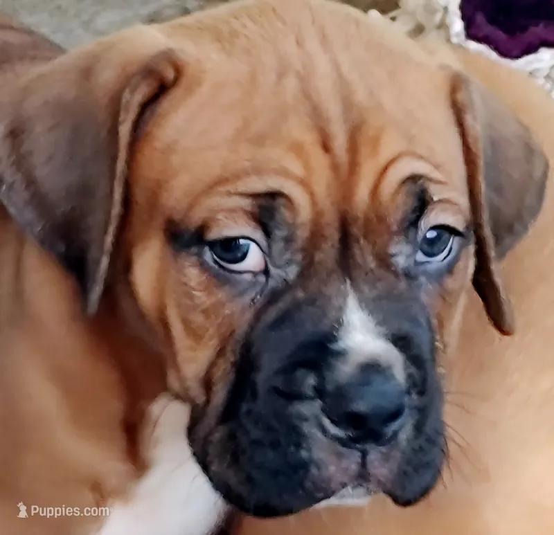 Bubba – American Bully, Cane Corso puppy for sale in Tomball, TX