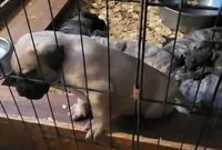 BOERBOEL/BANDOG,Bane, a male Cane Corso and Boerboel for sale in Tomball, TX – 2 of 7