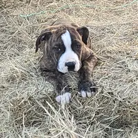 Roxy, a female Dogo Argentino and Cane Corso for sale in Woodville, TX – Photo 5 of 7